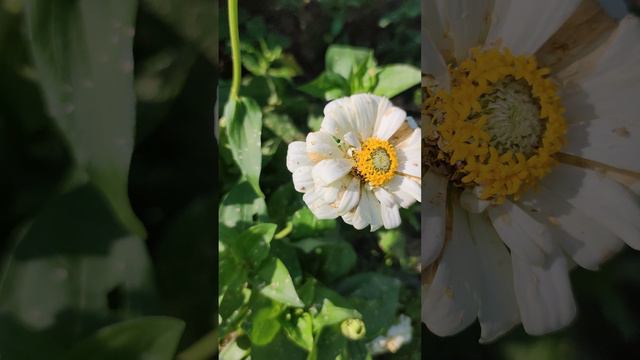 Цинния Георгиноцветковая - Полярный Медведь.💐