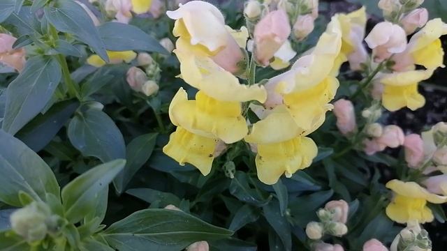 Мои цветы в ЖЕЛТЫХ  ОТТЕНКАХ. Сезон 2021 год. смотреть онлайн