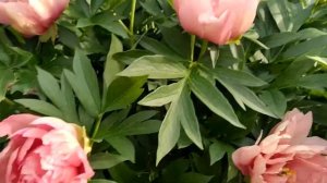 Пион ИТО-гибрид Pink double Dandy.