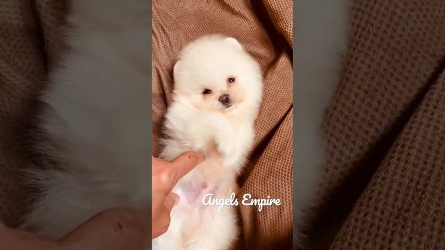 Мимими angelsempire мимими домашниеживотные мини mini померанскийшпиц pomeranian