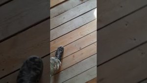 перестилаем деревянные полы в каркасном доме, подпишись на канал!
