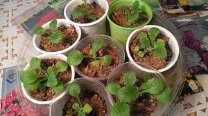 Как вырастить Наперстянку из семян.