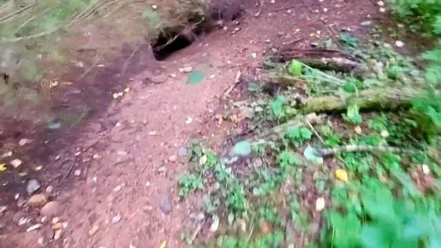 На барсучьих норах! Жизнь идёт полным ходом! смотреть онлайн