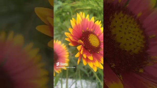Природа #цветы #flowers #природа