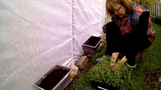 Посадка однолетников. Сальвия, Львиный зев, Бархатцы тонколистные. смотреть онлайн