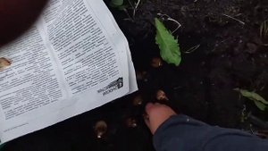Нарциссы из Фикспрайса, Голден Дукат, посадка, осень 2022