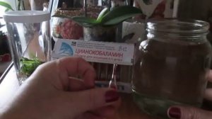 Витамин В12 для орхидей.