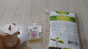 Пеларгония/ТА Марокканская принцесса/Спасаю черенок