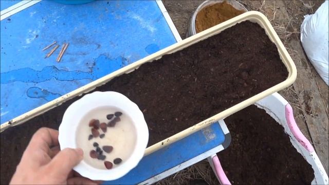 Сеем кедровый стланник, корейскую кедровую сосну и колорадскую съедобную сосну.