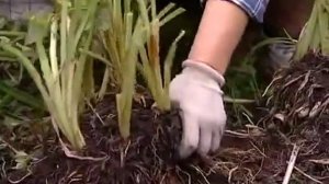 Лилейники-посадка и уход - уДачные советы.