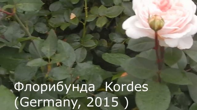 2 СКАЗОЧНЫЕ РОЗЫ КОРДЕСА В МОЁМ САДу. САМЫЕ ЛУЧШИЕ И ЛЮБИМЫЕ. смотреть онлайн