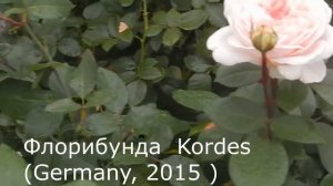 2 СКАЗОЧНЫЕ РОЗЫ КОРДЕСА В МОЁМ САДу. САМЫЕ ЛУЧШИЕ И ЛЮБИМЫЕ.