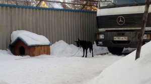 Собака не хочет сидеть на цепи