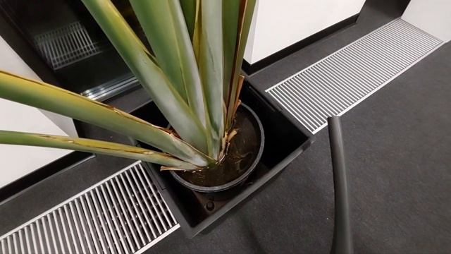 Стреліція | Чому виникають плями на листках ДВІ ПРИЧИНИ. Український ютуб. Сергій Plant Helper. смотреть онлайн