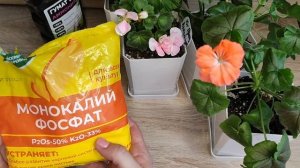 3 ГЛАВНЫХ УДОБРЕНИЯ ДЛЯ ПЕЛАРГОНИЙ, Успейте внести в МАРТЕ, Правильное поэтапное внесение удобрений