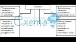 Что такое тропизм?