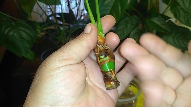 Антуриум, реанимация корней с нуля смотреть онлайн