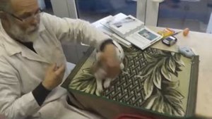 Экспертиза кролика породы Рекс далматинский трехцветный черно-желтый