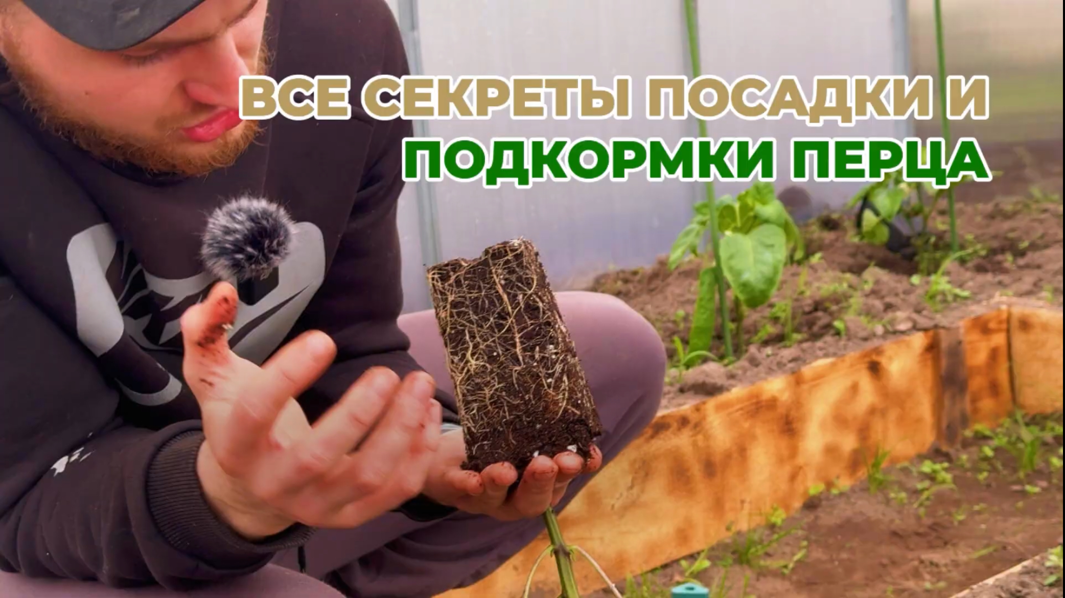 Перец вырастет коренастый и даст в ДВОЕ больше урожая