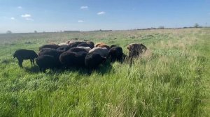 Эдильбаевские овцы. Продаю часть стада, готовлю молодняк к стрижке