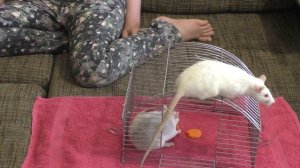 Бывают ли блохи у декоративных крыс? Как вывести блох у декоративных крыс?