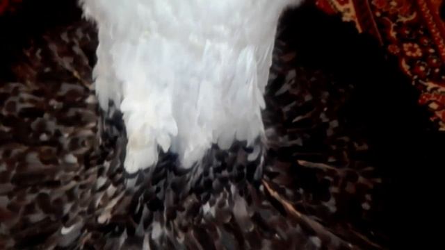 11.08.16 Платье из перьев "лисья мастерская" смотреть онлайн