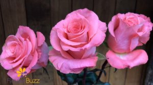 Rose Amsterdam