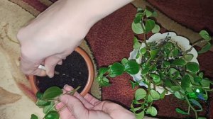Сажаем Пеперомию Черенками