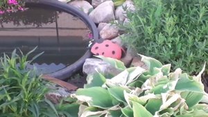 Как живут простые люди .Капусты не бывает много, сажаю.Работа не кончается, дел огородных завались.