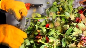 Осеннее черенкование роз 6 простых правил. У Вас все получится!