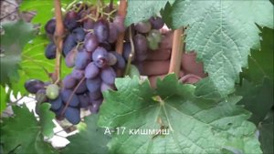 А 17 кишмиш