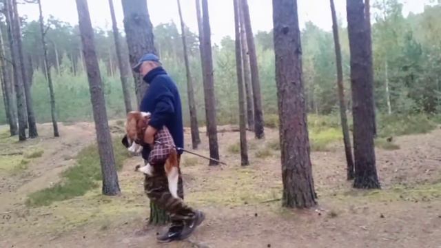 породы собак:Кавалер Кинг Чарльз спаниель смотреть онлайн