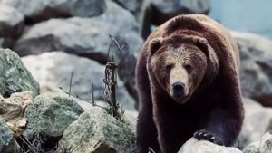 ГОРИЛЛА ПРОТИВ МЕДВЕДЯ  КТО СИЛЬНЕЕ МЕДВЕДЬ ИЛИ ГОРИЛЛА