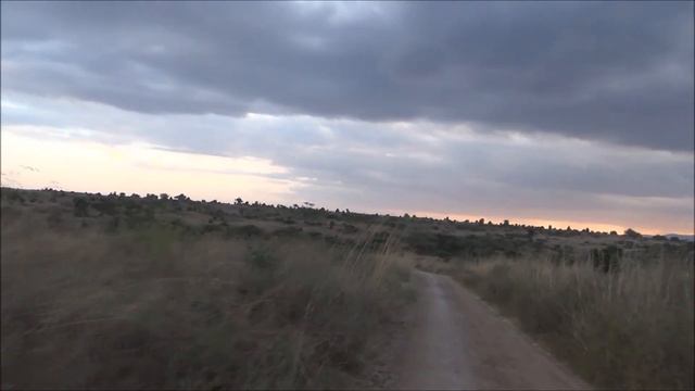 Savanna Wild Life | Safari Kenya смотреть онлайн
