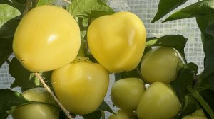 02-08-2024 огородный влог: капусту гусеницы жрут, томатов изобилие!