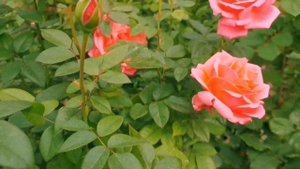 Roses  Вermuda, Vivienne Westwood . Троянди Бермуда і Вів'єн Вествуд - зірки мого саду.