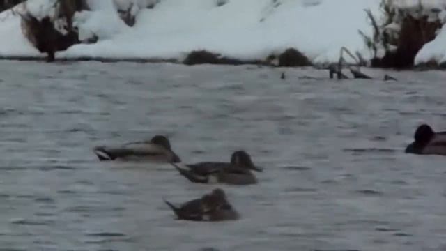 Весна в скрадке на озере. смотреть онлайн