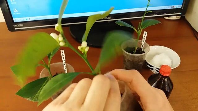 Как бороться с щитовкой смотреть онлайн