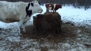 Круглая кормушка из рулона