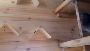 кормление николаевские голуби