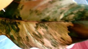 Филодендрон карамель марбл вариегатный