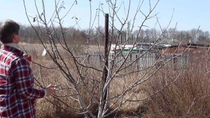 Весенняя обрезка яблони. Подробная инструкция на примере. Получится у всех.