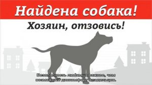 Приют для собак: в каком можно взять щенка