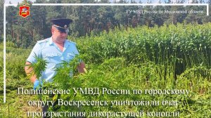 Полицейские по городскому округу Воскресенск уничтожили очаг произрастания дикорастущей конопли