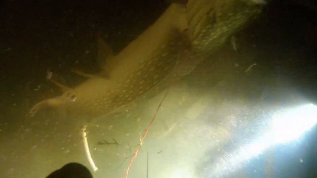 Подводная охота. Трофейная щука. 22 сентября 2015 смотреть онлайн