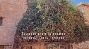 Монастырь Святой Екатерины (Синай, Шарм-Эль-Шейх, Египет)