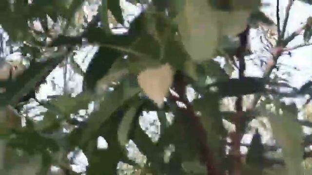 Урожай миндаля 2021 в Таджикистане,миндальное дерево смотреть онлайн