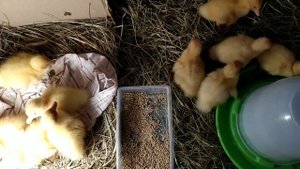 Купили утят/ Суточные черри велли/ Они невероятно милые/ Выпуск 1