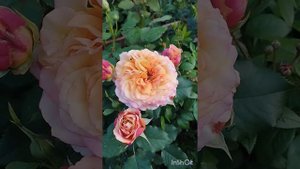 Цветение розы Ла Вилла Котта. Сад на Южном Урале.