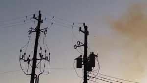 Птицы погибают на высоковольтных линиях электропередач.